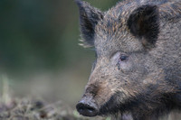 Wild Boar, Forest of Dean, January 2018.