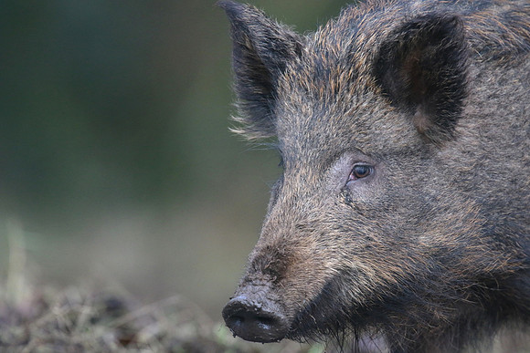 Wild Boar, Forest of Dean, January 2018.