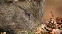 Wild Boar