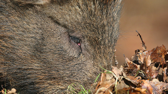 Wild Boar, Forest of Dean, January 2018