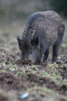 Wild Boar, Forest of Dean, January 2018