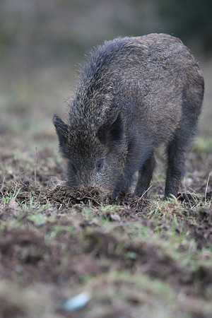 Wild Boar, Forest of Dean, January 2018