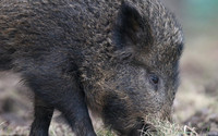 Wild Boar, Forest of Dean, January 2018