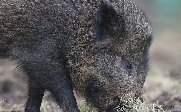 Wild Boar, Forest of Dean, January 2018