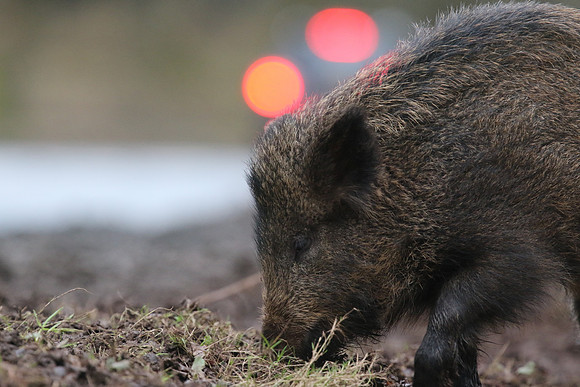 Wild Boar, Forest of Dean, January 2018
