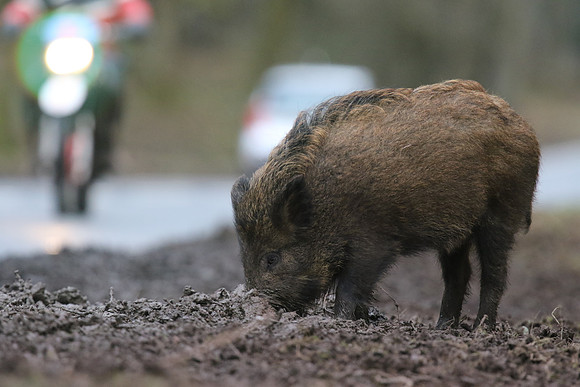 Wild Boar, Forest of Dean, January 2018