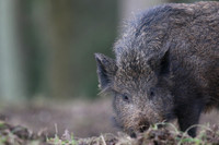 Wild Boar, Forest of Dean, January 2018
