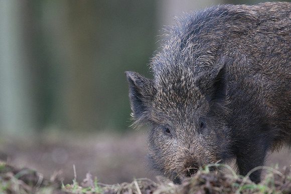 Wild Boar, Forest of Dean, January 2018