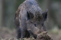 Wild Boar, Forest of Dean, January 2018