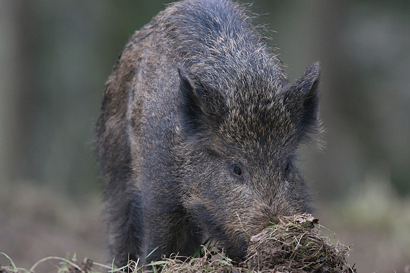 Wild Boar, Forest of Dean, January 2018