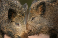 Wild Boar, Forest of Dean, January 2018