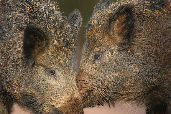 Wild Boar, Forest of Dean, January 2018