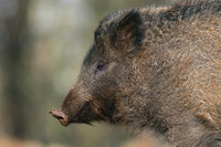 Wild Boar, Forest of Dean, January 2018