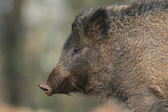 Wild Boar, Forest of Dean, January 2018