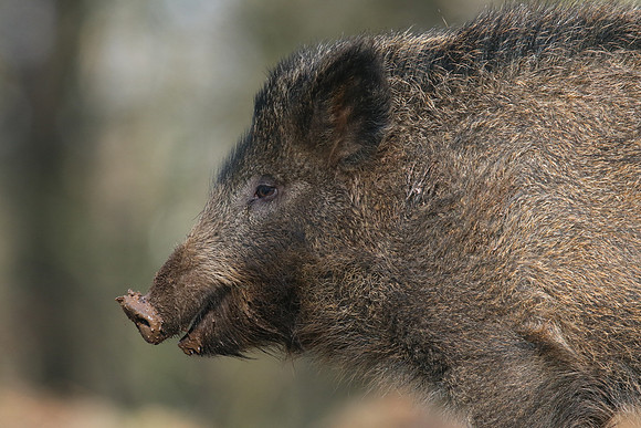 Wild Boar, Forest of Dean, January 2018