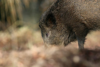Wild Boar, Forest of Dean, January 2018