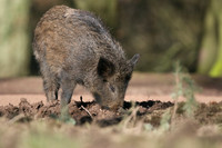 Wild Boar, Forest of Dean, January 2018