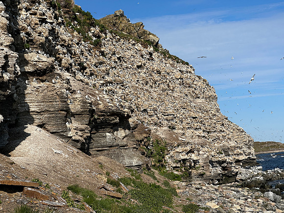 Kittiwake, Ekkeroya, Norway, June 2023