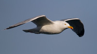 Herring Gull