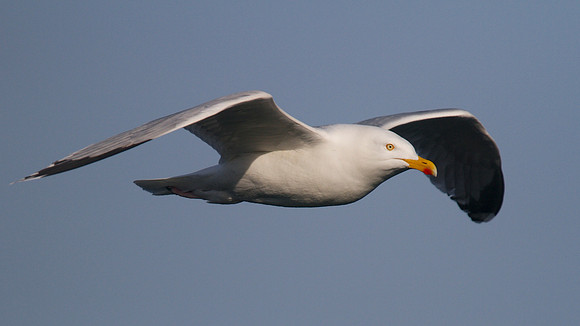 Herring Gull