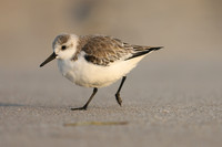 Sanderling, Fort Lauderdale, February 2020