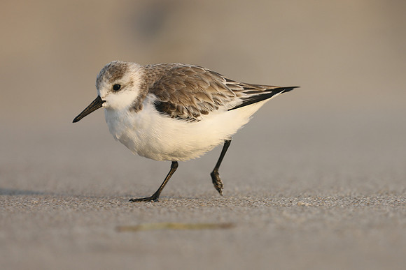 Sanderling, Fort Lauderdale, February 2020