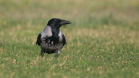 Hooded Crow, Paphos, Cyprus, October 2016