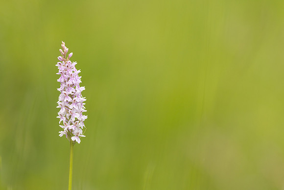 Common Spotted-orchid Orchid, Rudge Hill, June 2024