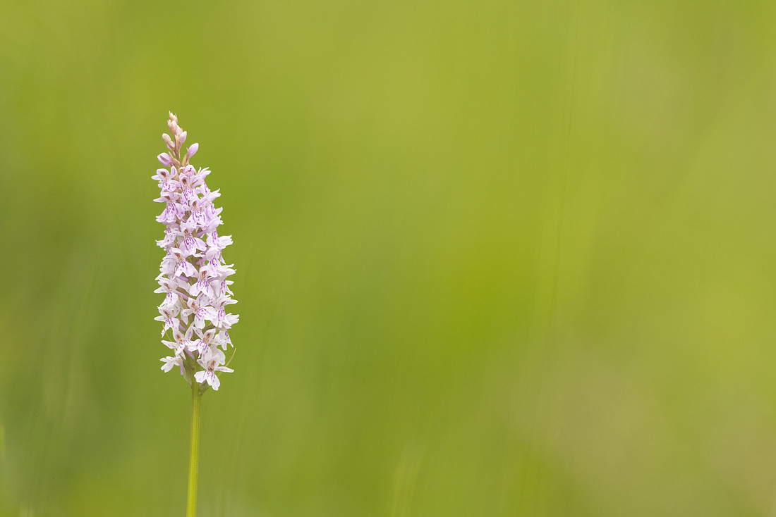Common Spotted-orchid Orchid, Rudge Hill, June 2024