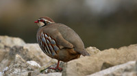 Red-legged Partridge, Hawling, January 2015