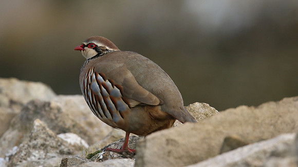 Red-legged Partridge, Hawling, January 2015