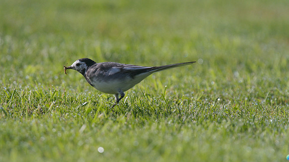 Pied Wagtail, Tockington September 2014