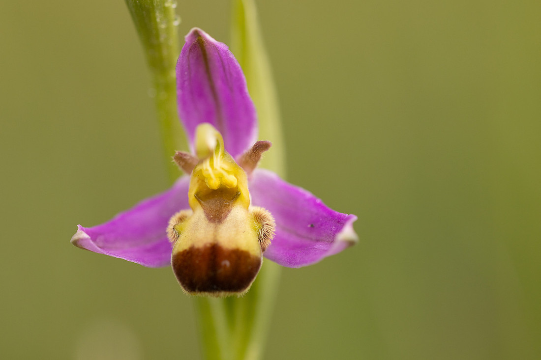 Bicolured Bee Orchid, Minchinhampton Common, June 2024