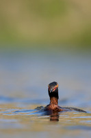 Slavonian Grebe, Iceland, May 2022