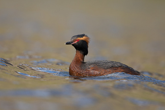 Slavonian Grebe, Iceland, May 2022