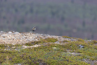 Golden Plover, Áilegas fell, Finland, June 2025