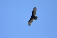Black Vulture