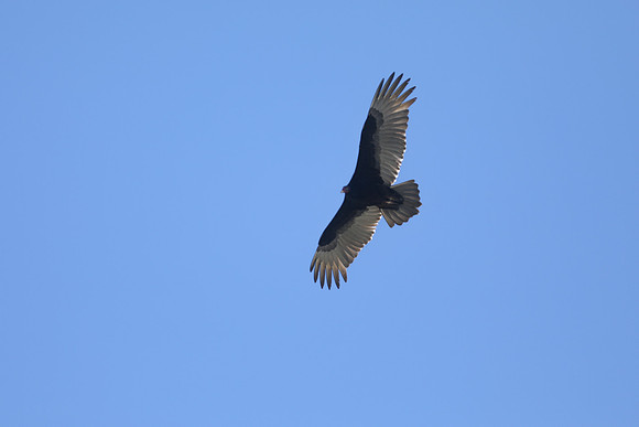 Black Vulture, Florida, February 2020
