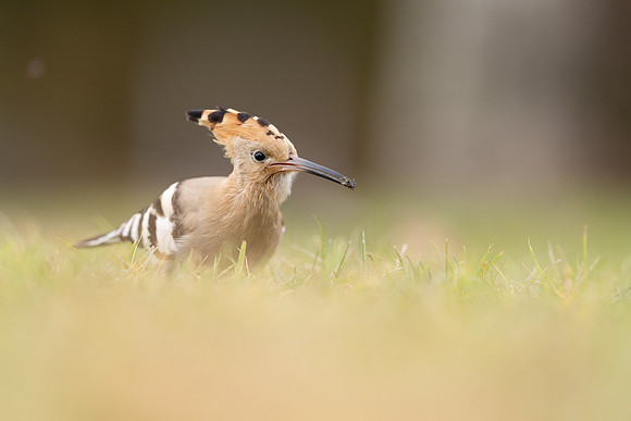 Hoopoe, Swansea, October 2024