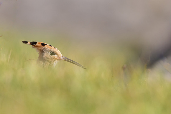 Hoopoe, Swansea, October 2024