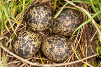 Lapwing, Burtle, May 2024