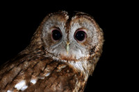 Tawny Owl, South Wales, April 2018