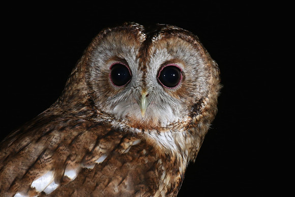 Tawny Owl, South Wales, April 2018