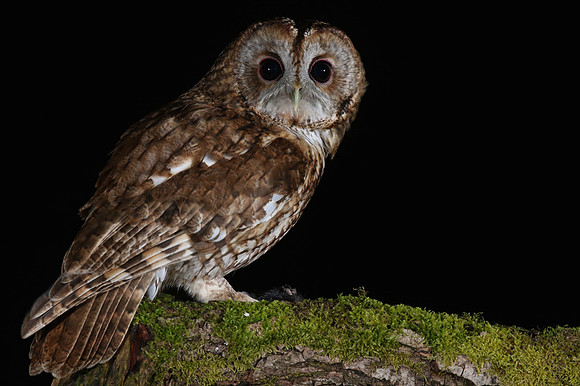 Tawny Owl, South Wales, April 2018