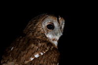 Tawny Owl, South Wales, April 2018