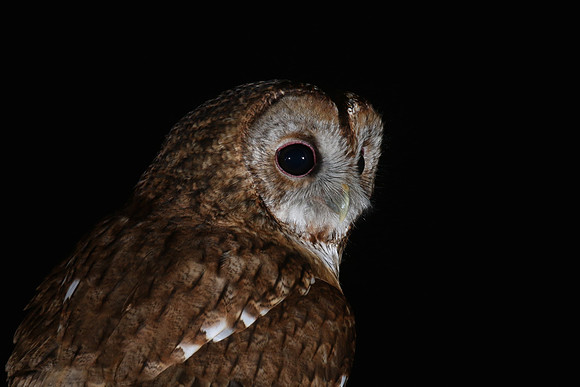Tawny Owl, South Wales, April 2018