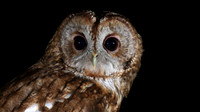 Tawny Owl, South Wales, April 2018.