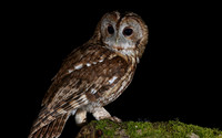 Tawny Owl, South Wales, April 2018