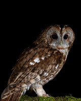 Tawny Owl, South Wales, April 2018