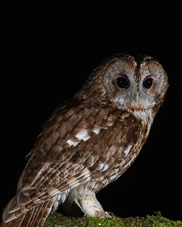 Tawny Owl, South Wales, April 2018